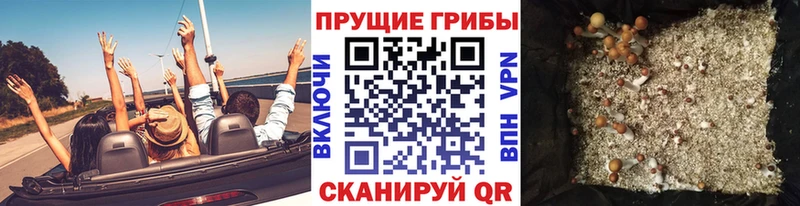 OMG как войти  Нариманов  Галлюциногенные грибы Cubensis 